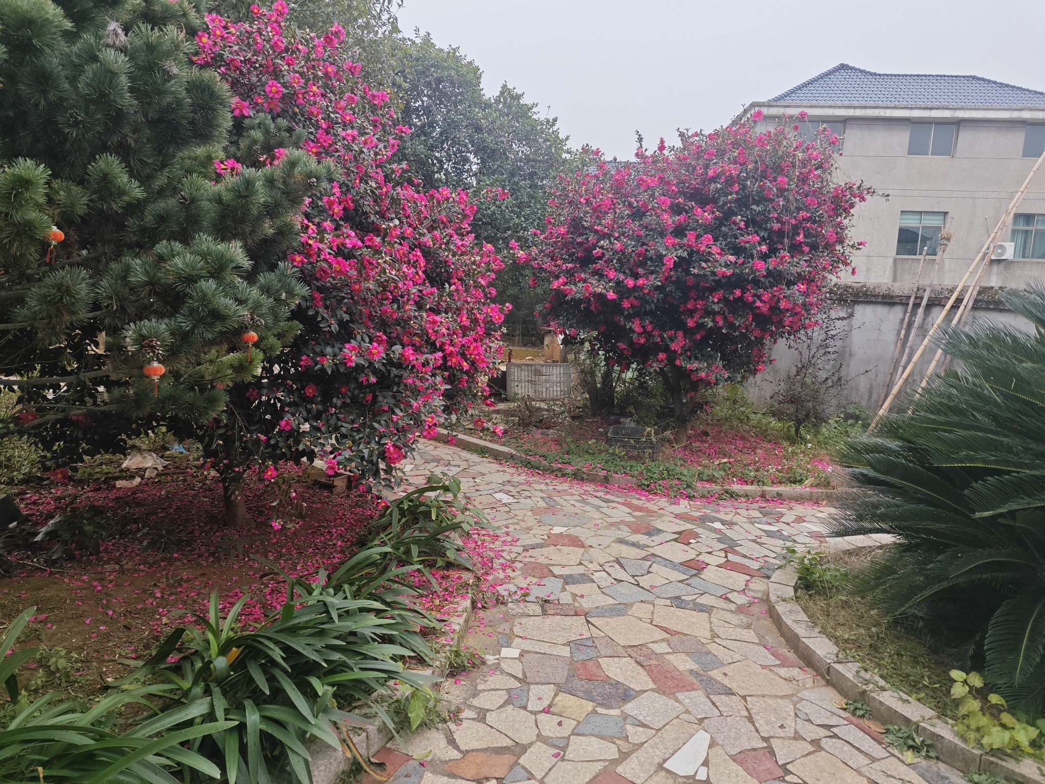 落红不是无情物1