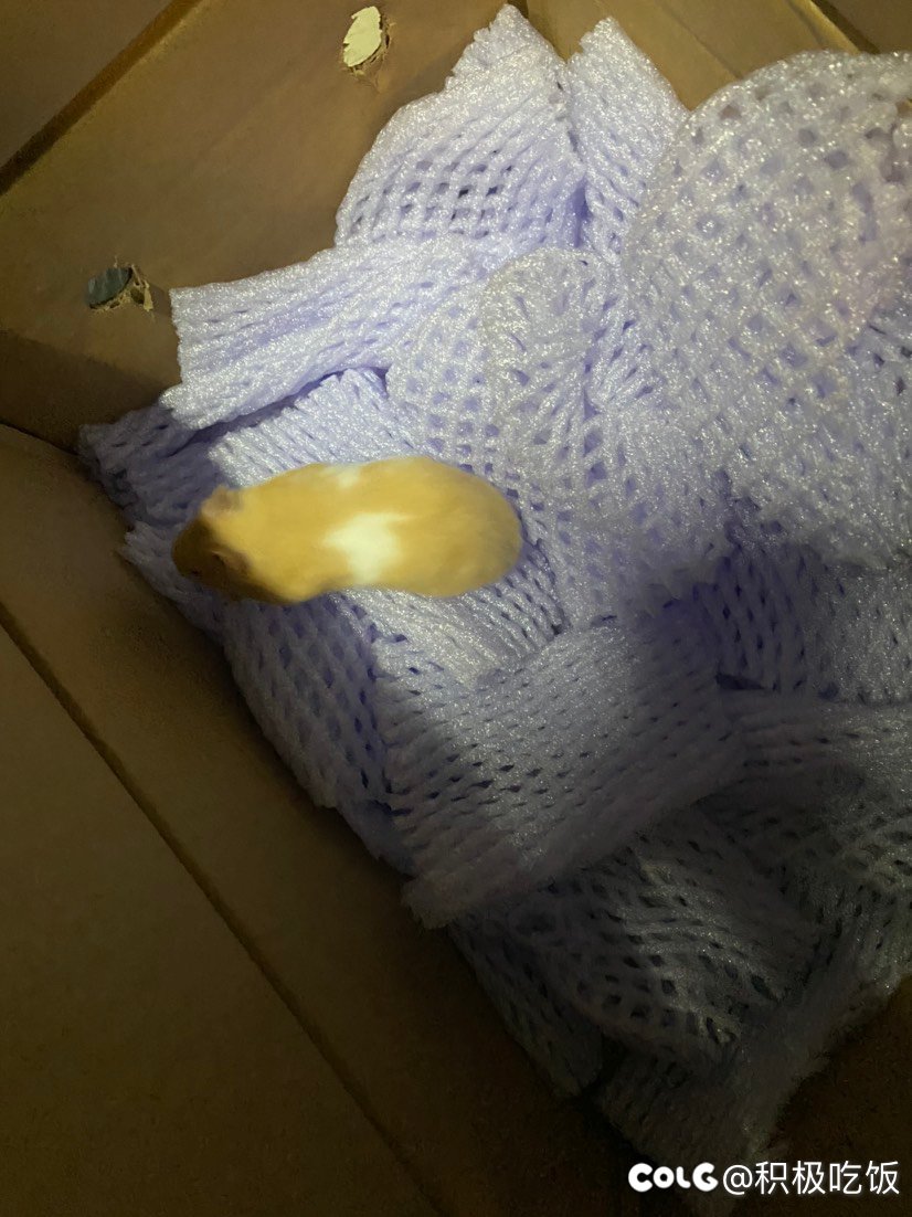 宿舍进鼠鼠了，火速来人，逮捕成功2