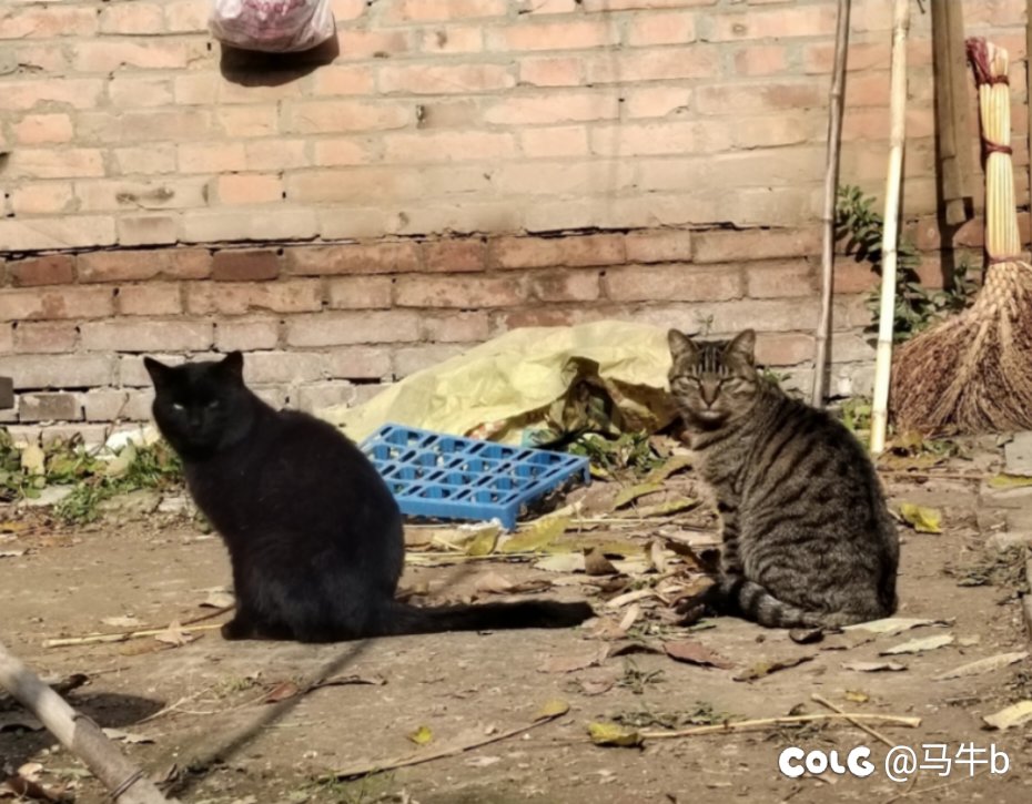 确认过眼神，是惹不起的猫1