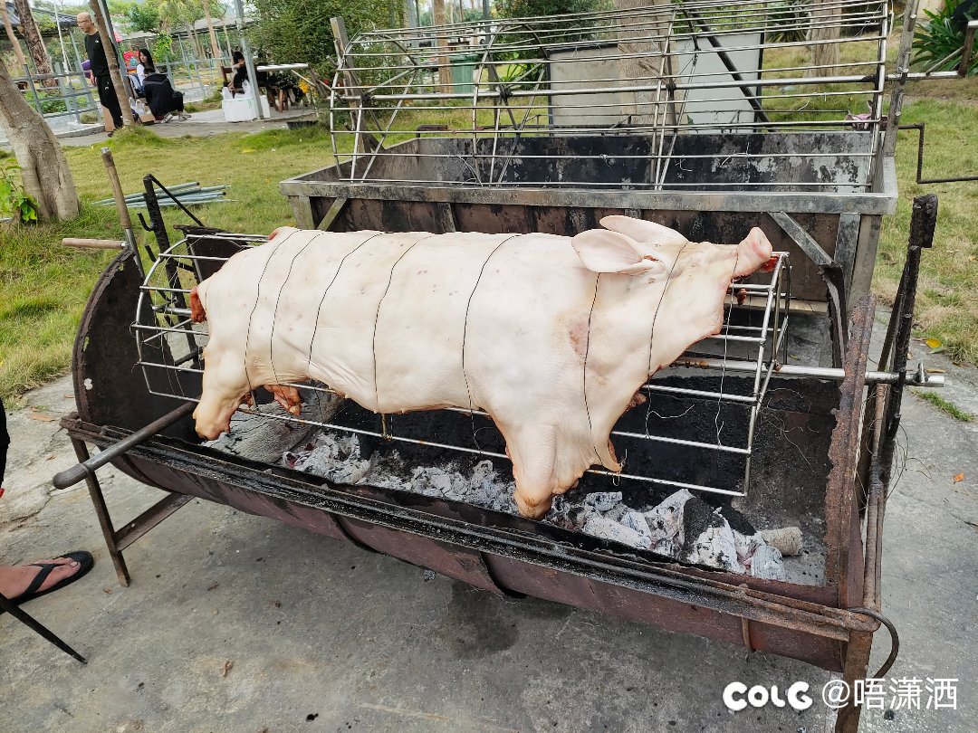 变🐖记：团建吃烧猪，搞烧烤1