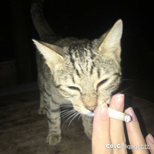 哥们儿有没有狂战士新加点参考一下1