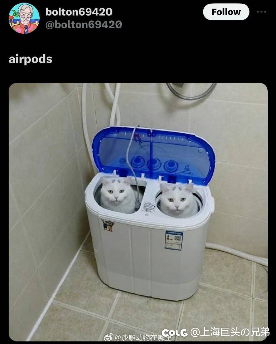 今日猫猫1.51