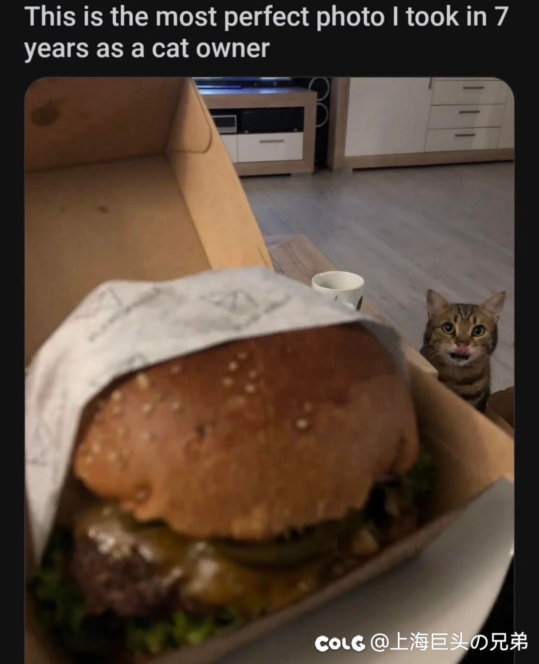 今日猫猫1.91