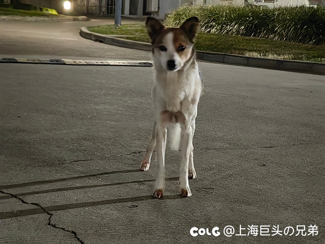 今日狗狗1.101