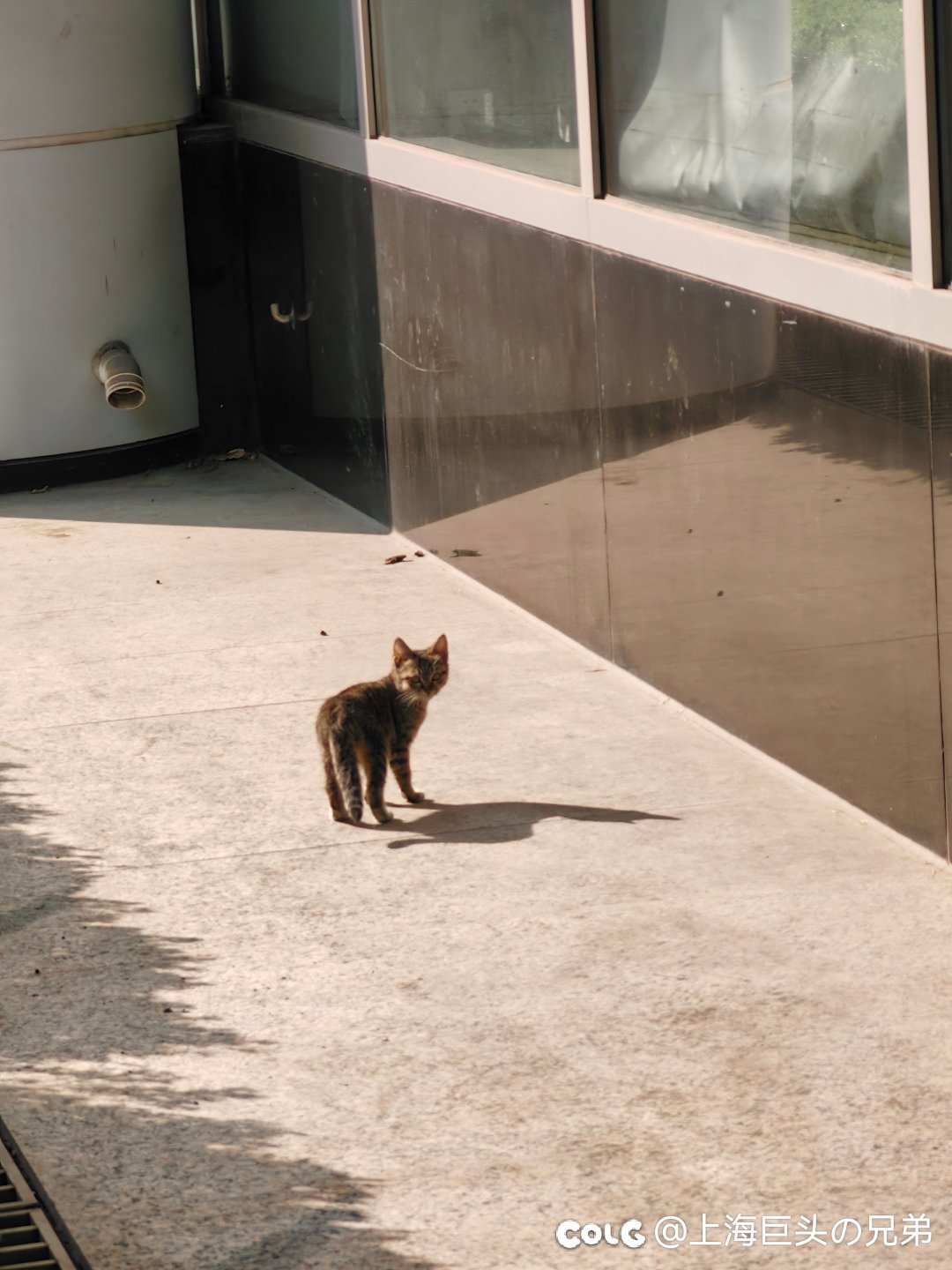 今日猫猫1.131