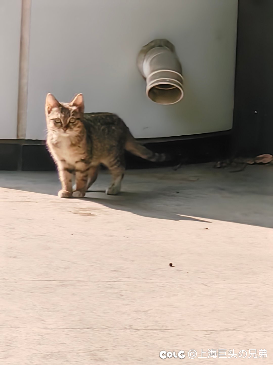 今日猫猫1.132