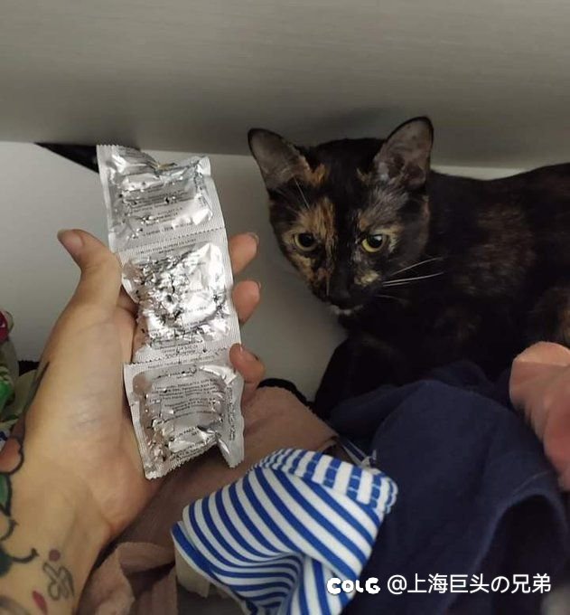 今日猫猫1.161