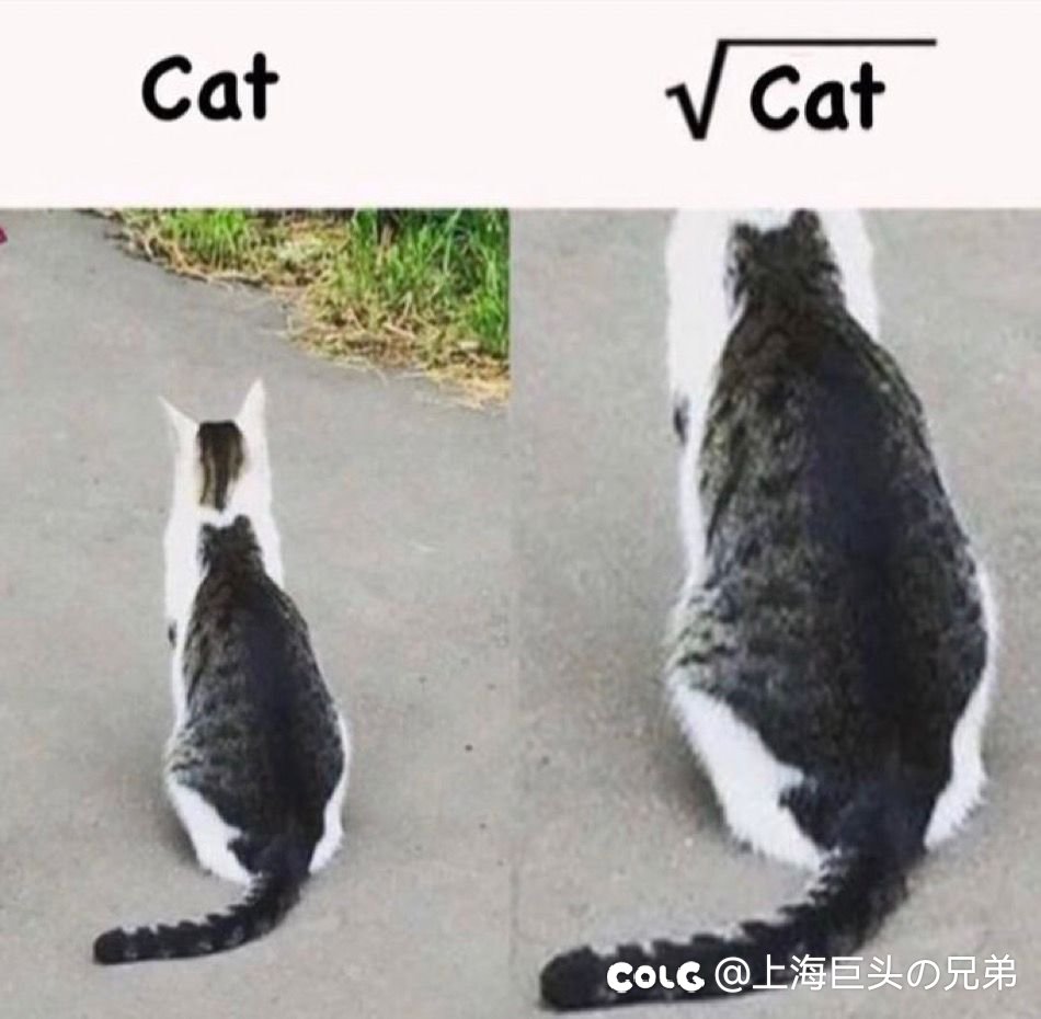 今日猫猫1.191