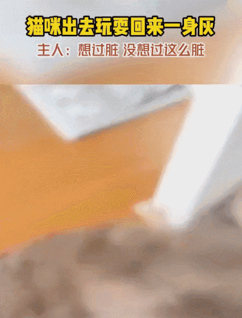 这不是我的猫，我的猫没这么黑1