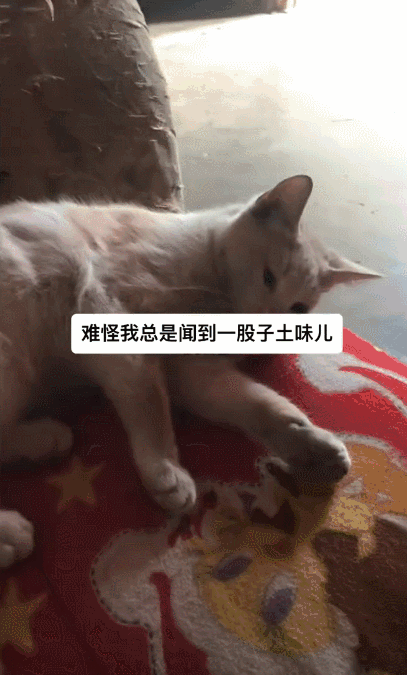 这不是我的猫，我的猫没这么黑2