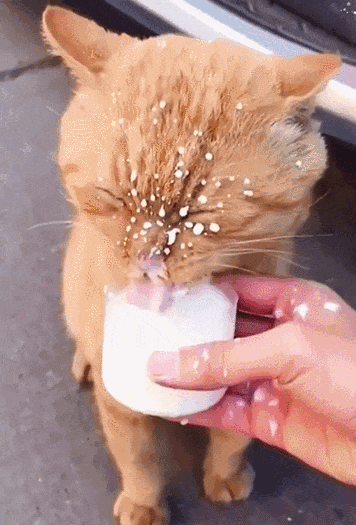 这不是我的猫，我的猫没这么黑3