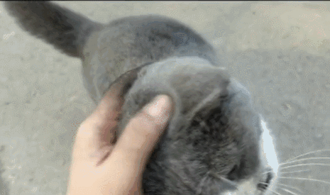 这不是我的猫，我的猫没这么黑4
