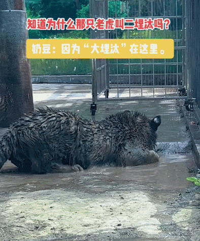 这不是我的猫，我的猫没这么黑5