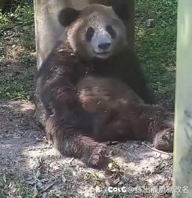 这不是我的猫，我的猫没这么黑6