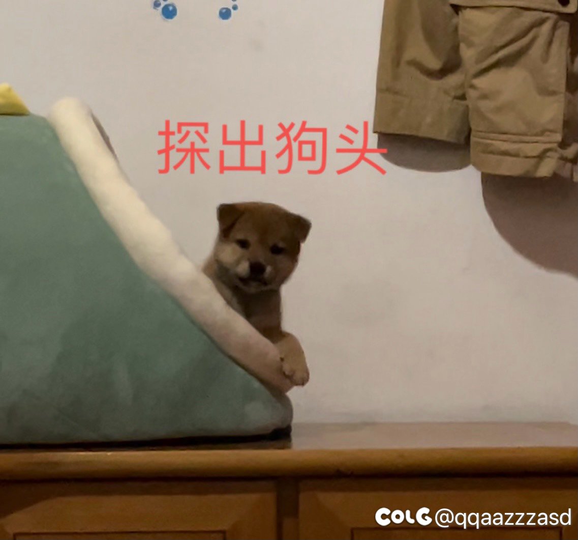 浅发一下自家的几只崽子11