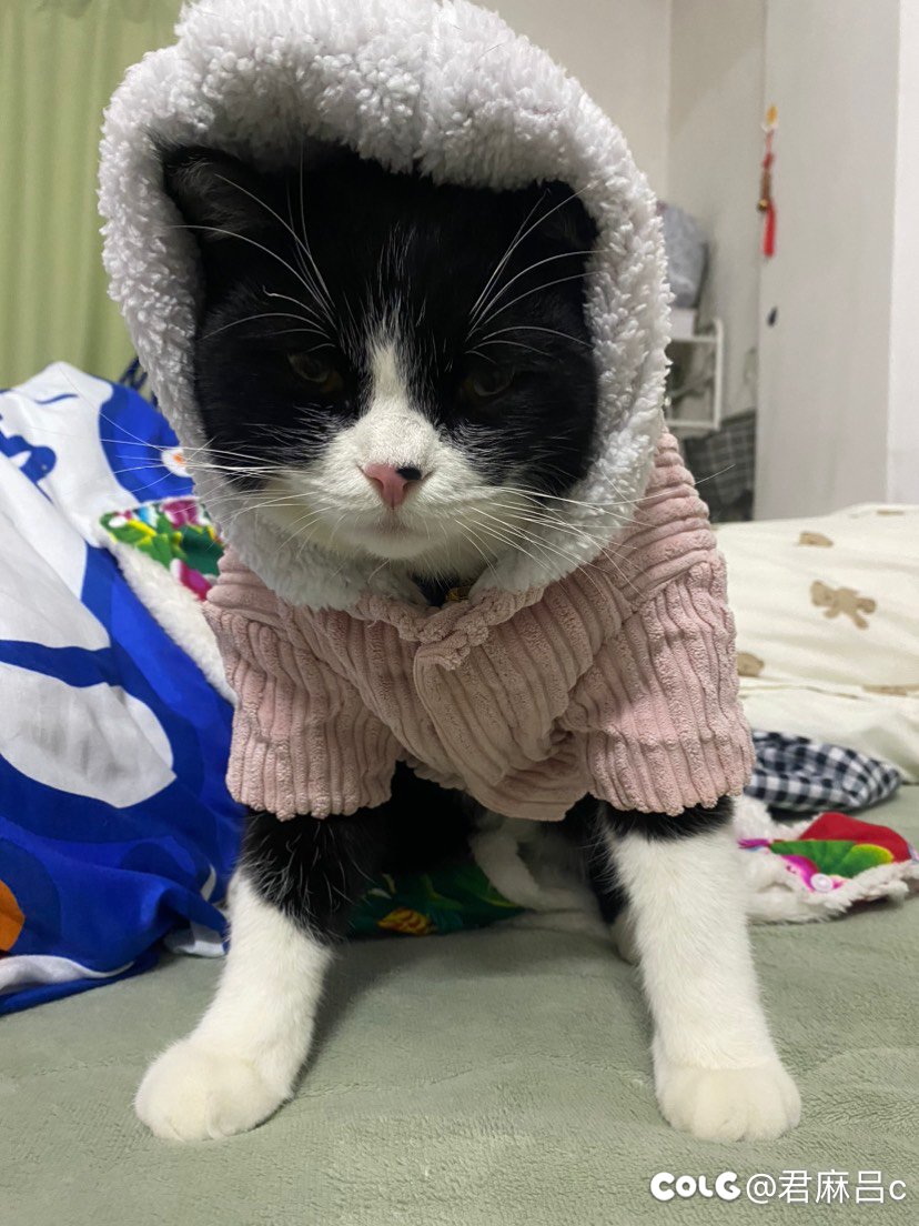 明天因果更新任务吗1