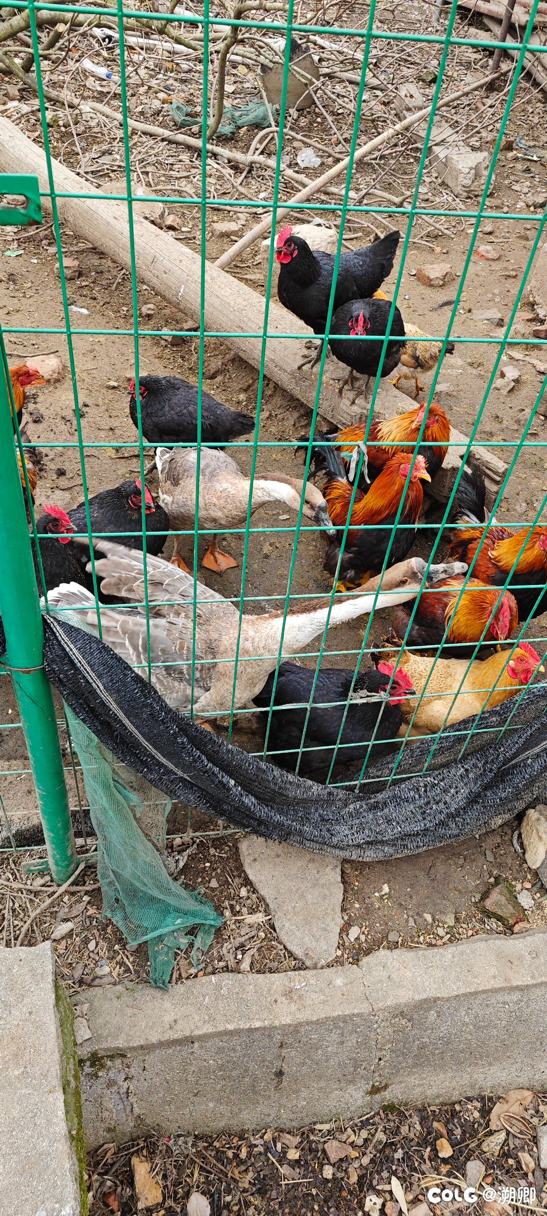 在农村吃饭的第一顿9