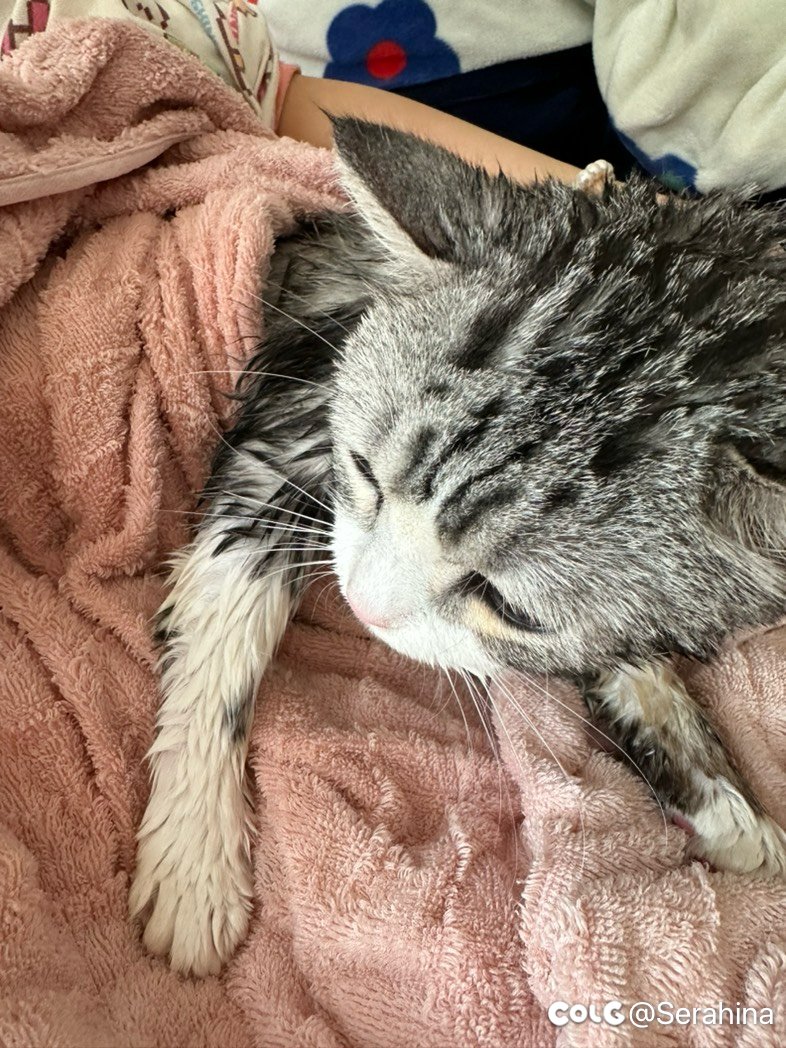 【洗猫】马上过年了，给猫咪洗个澡2