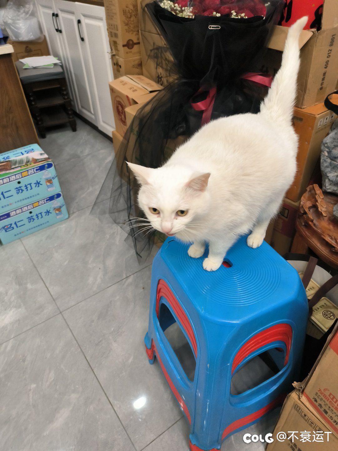 撸一只大肥猫1