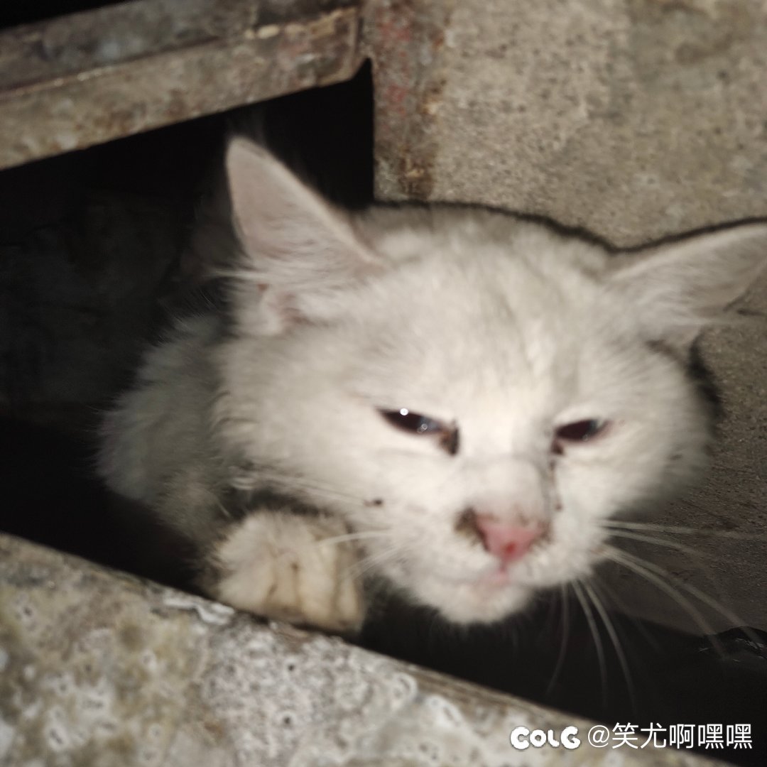 捡到了一只山东狮子猫3