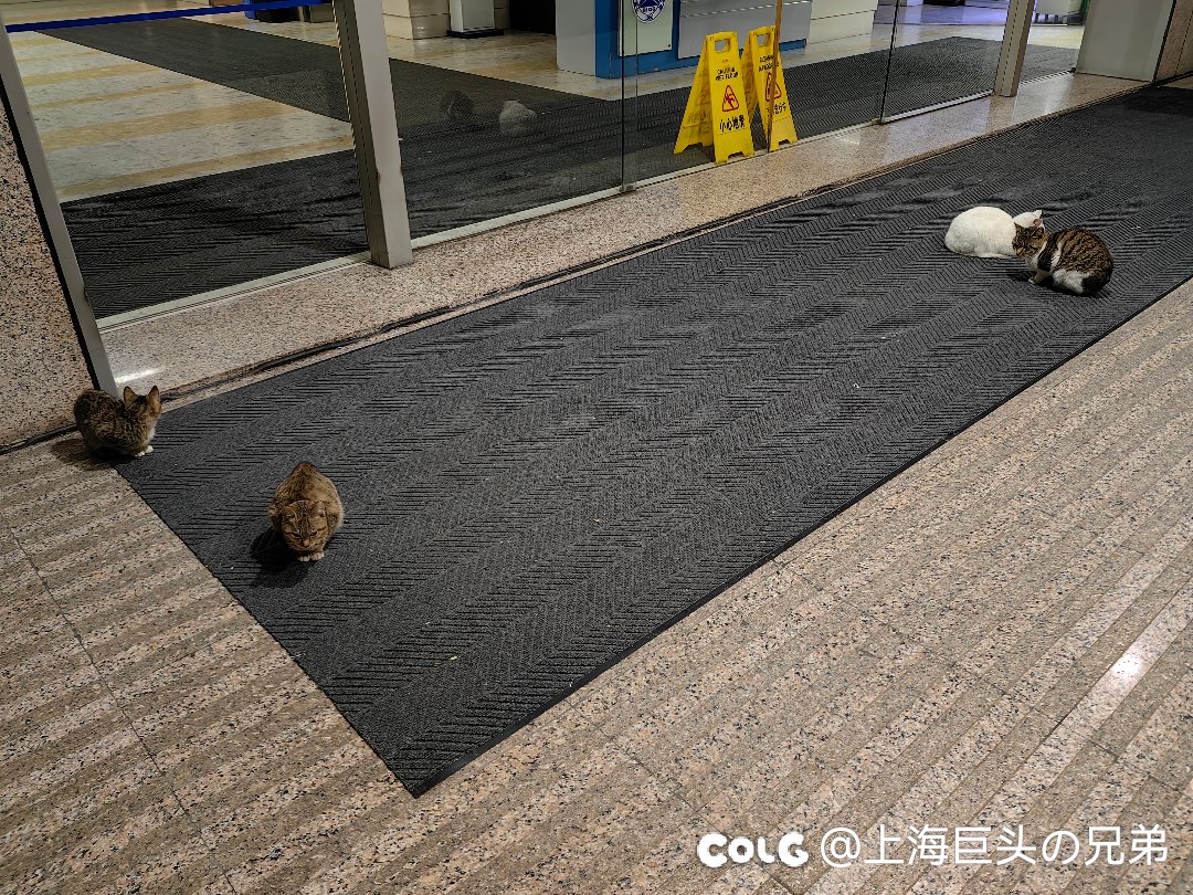 今日猫猫2.241