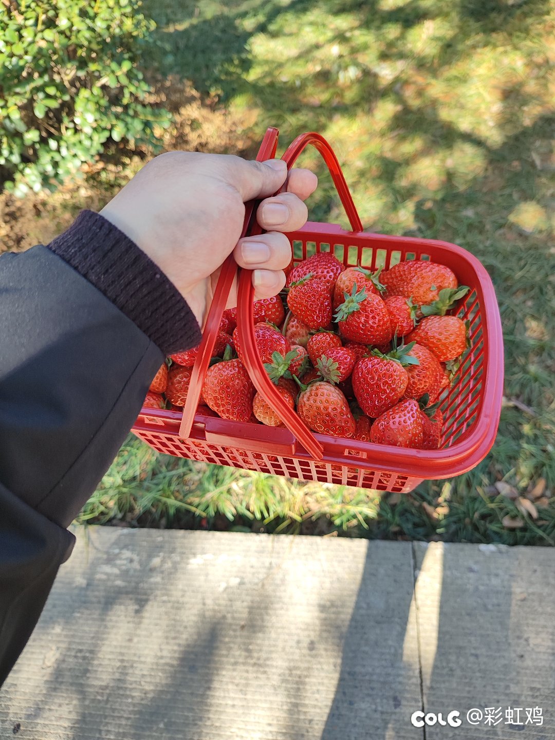 正月初三摘个草莓1