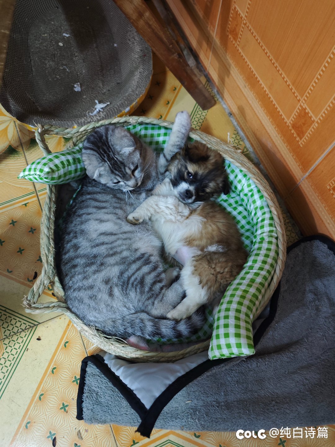 卖星期狗星期猫的真的是恶，买到了就进入道德困境1