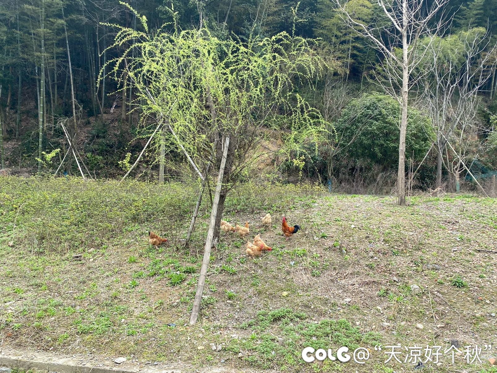 午饭凑合吃个农家乐4