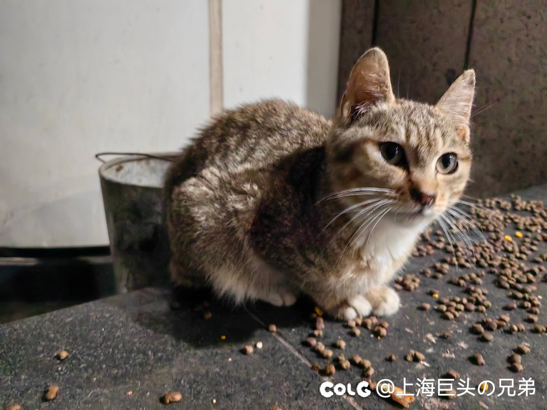 今日猫猫3.161