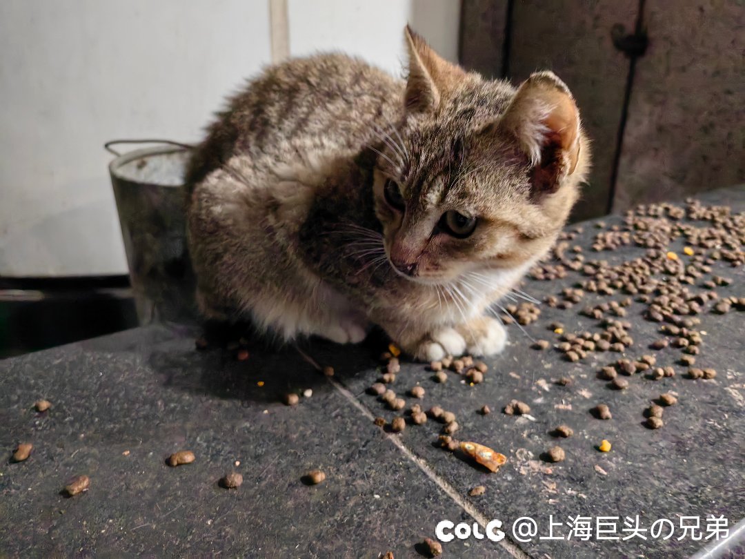 今日猫猫3.162