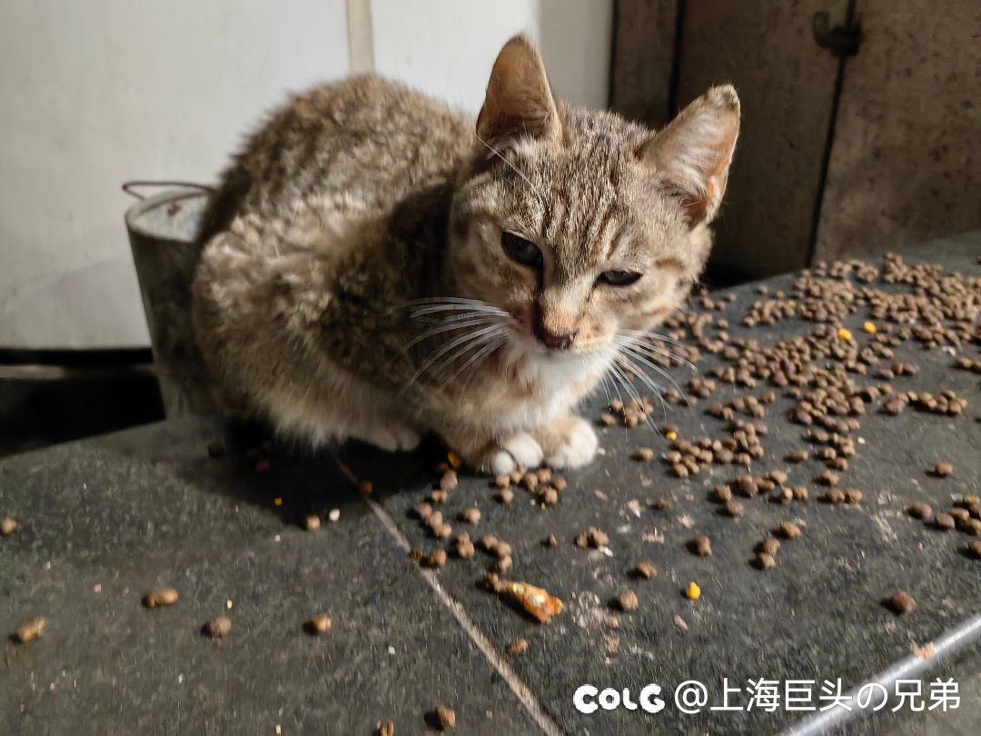 今日猫猫3.163