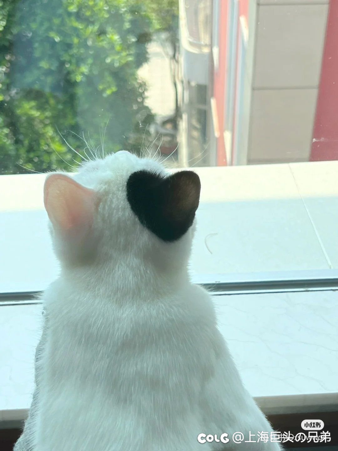 今日猫猫3.171