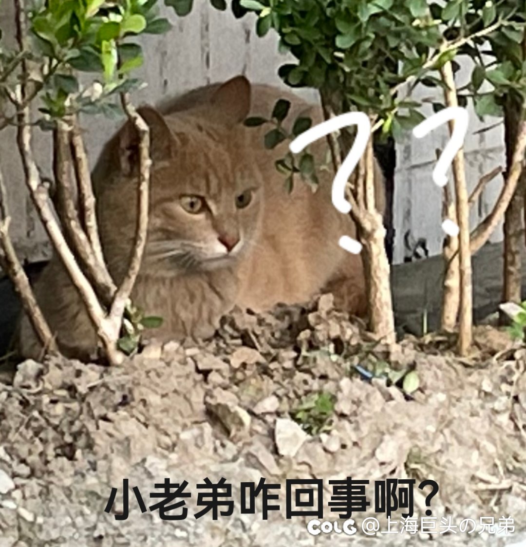 今日猫猫3.241