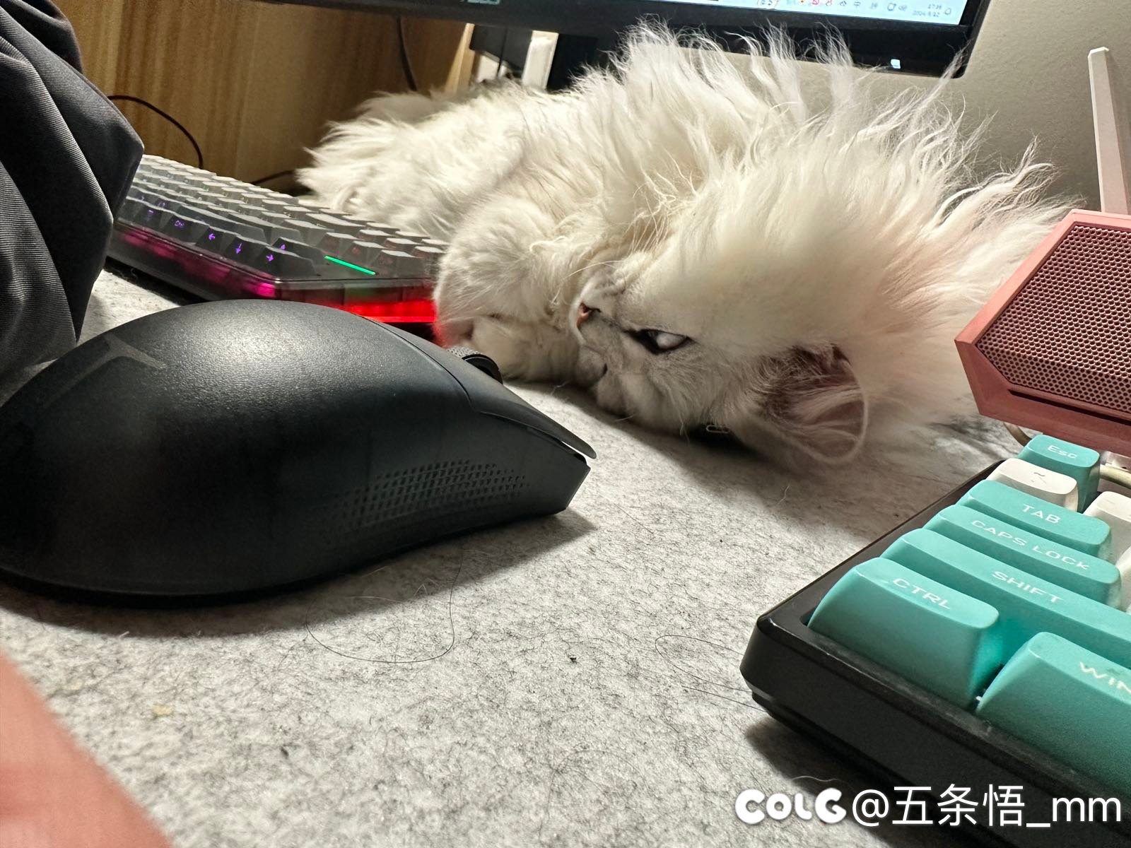 你们的猫猫都喜欢爬到电脑桌上的吗1