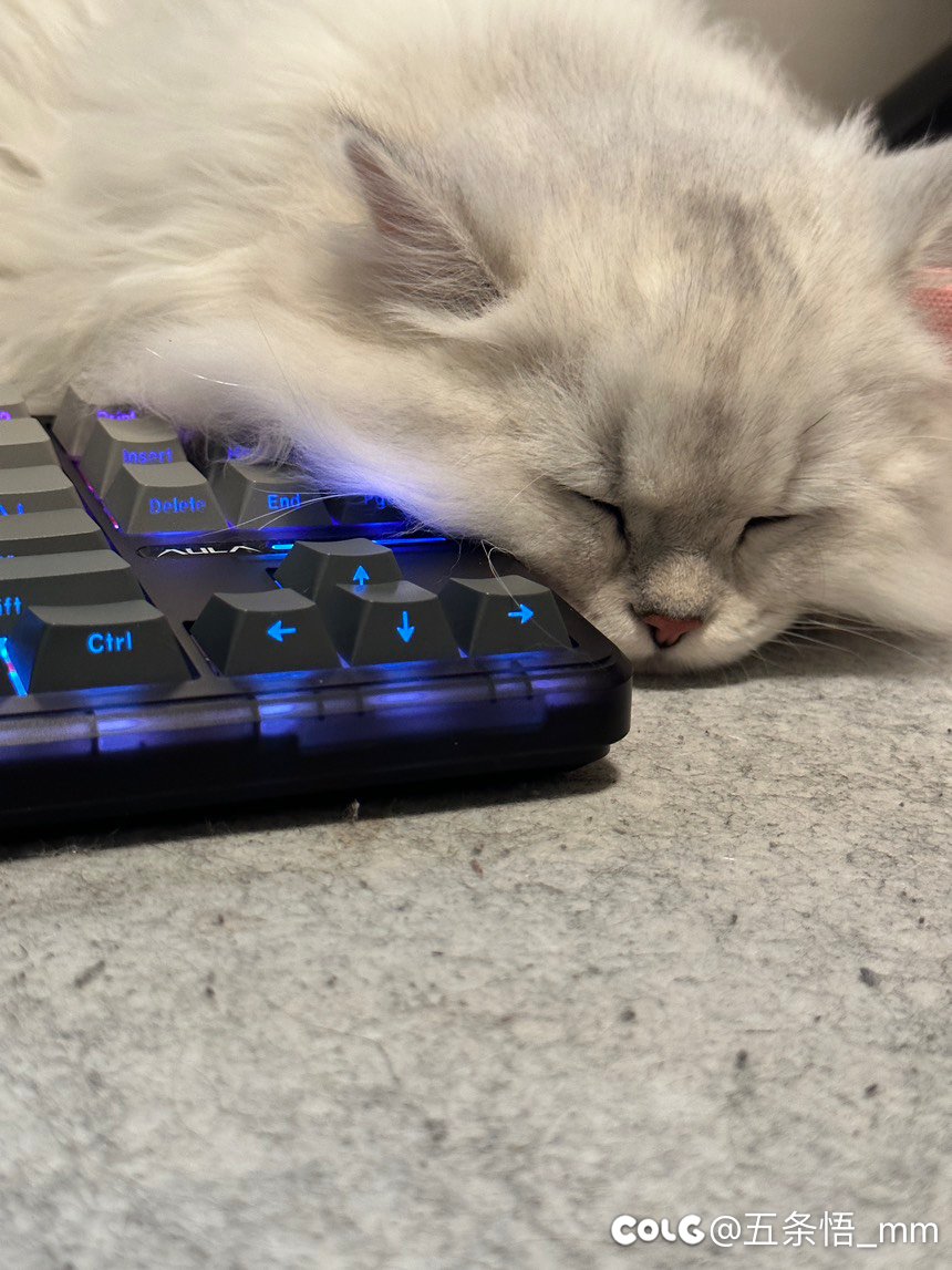 你们的猫猫都喜欢爬到电脑桌上的吗2