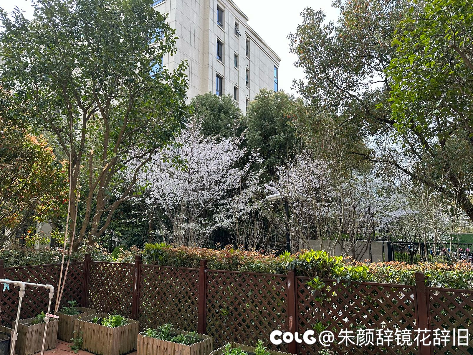 啊这，小区樱花开了2