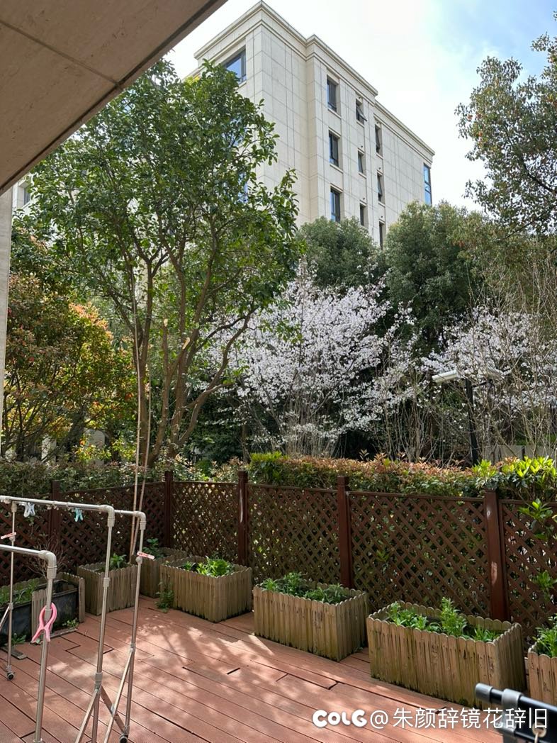 啊这，小区樱花开了3