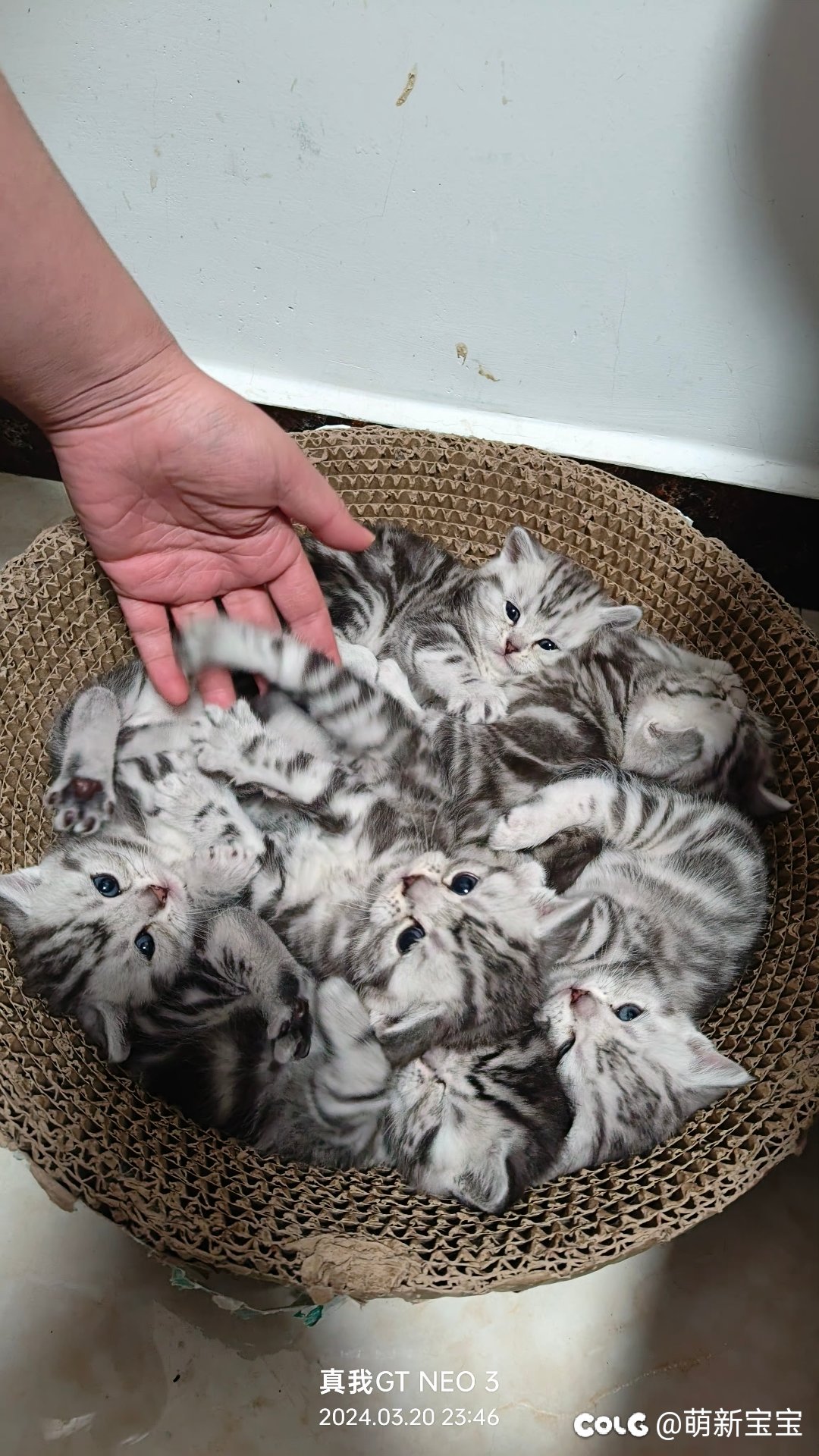 超级奶爸，和他的小奶糖2