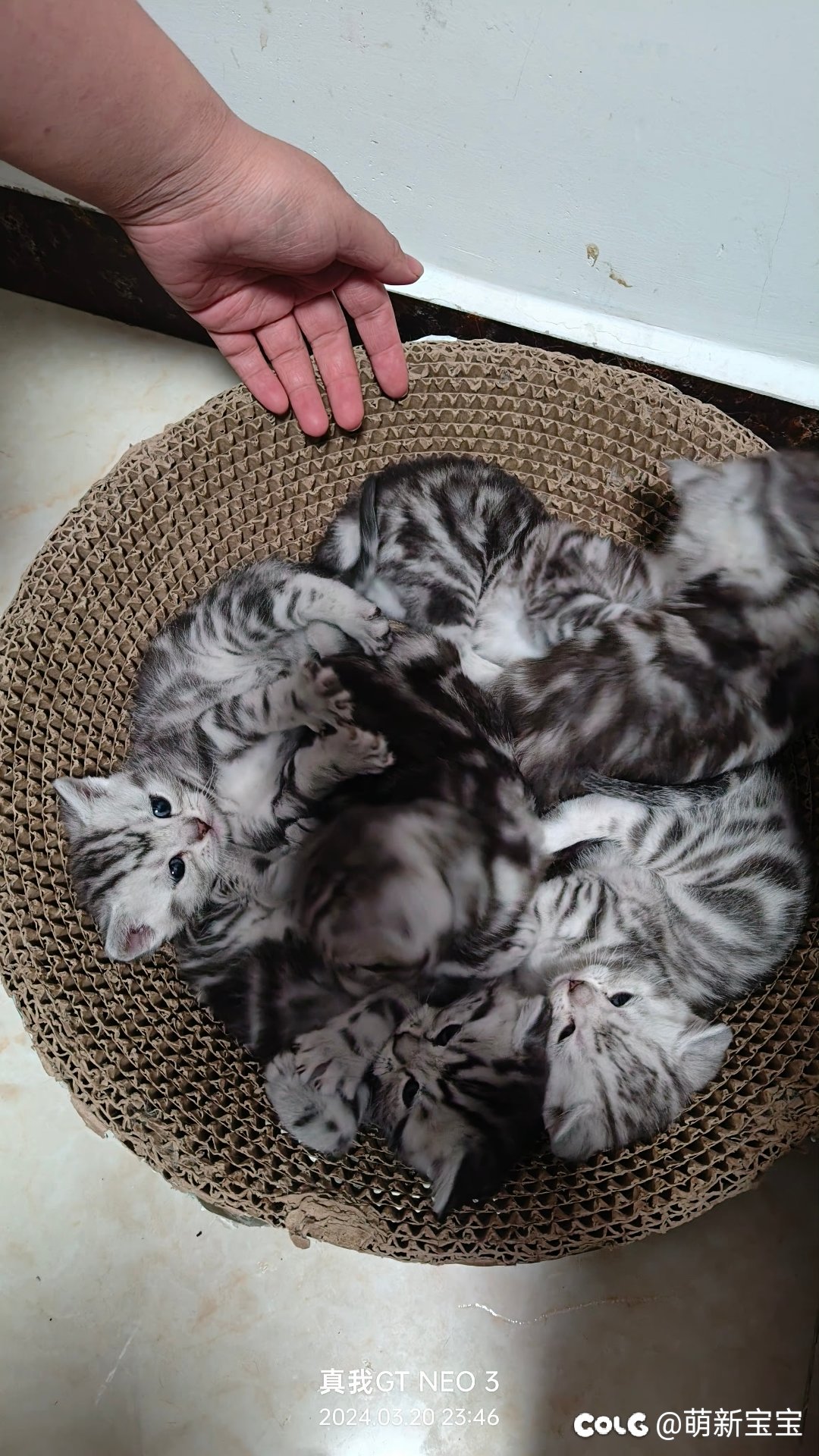 超级奶爸，和他的小奶糖3