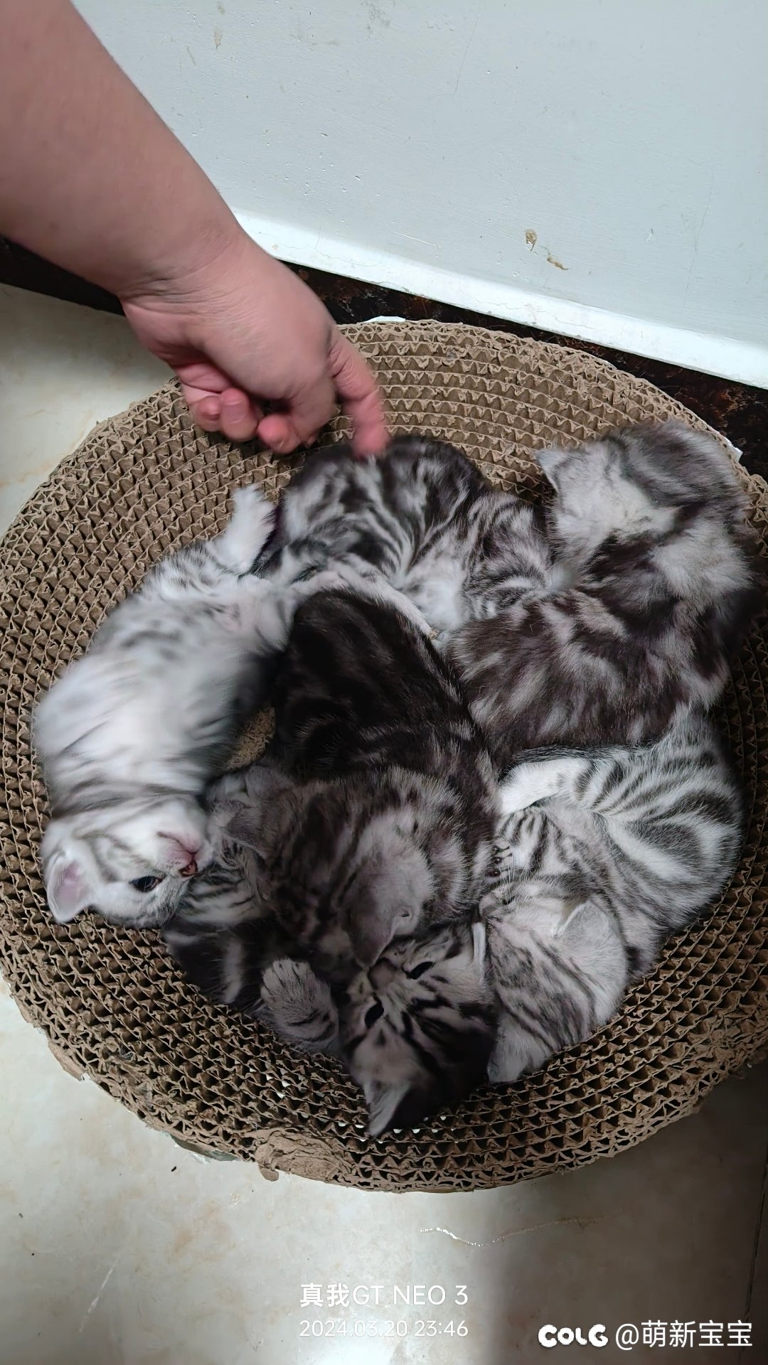 超级奶爸，和他的小奶糖4