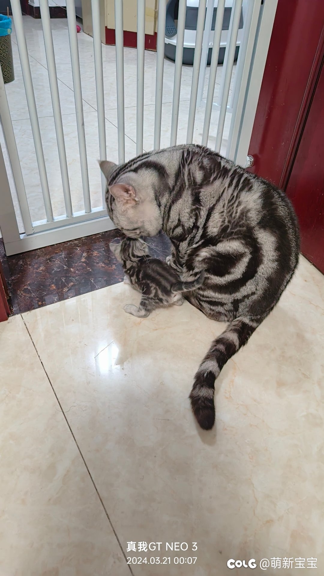 超级奶爸，和他的小奶糖5