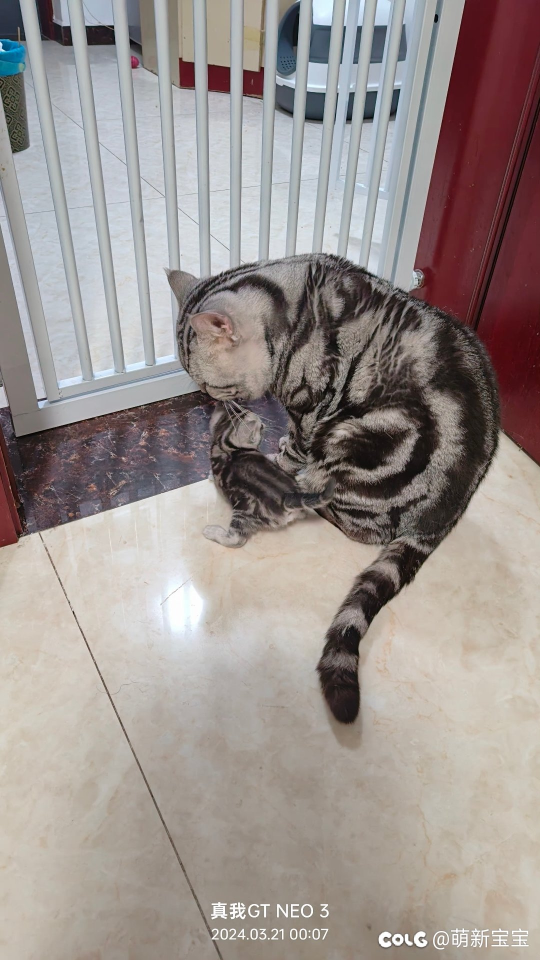 超级奶爸，和他的小奶糖6