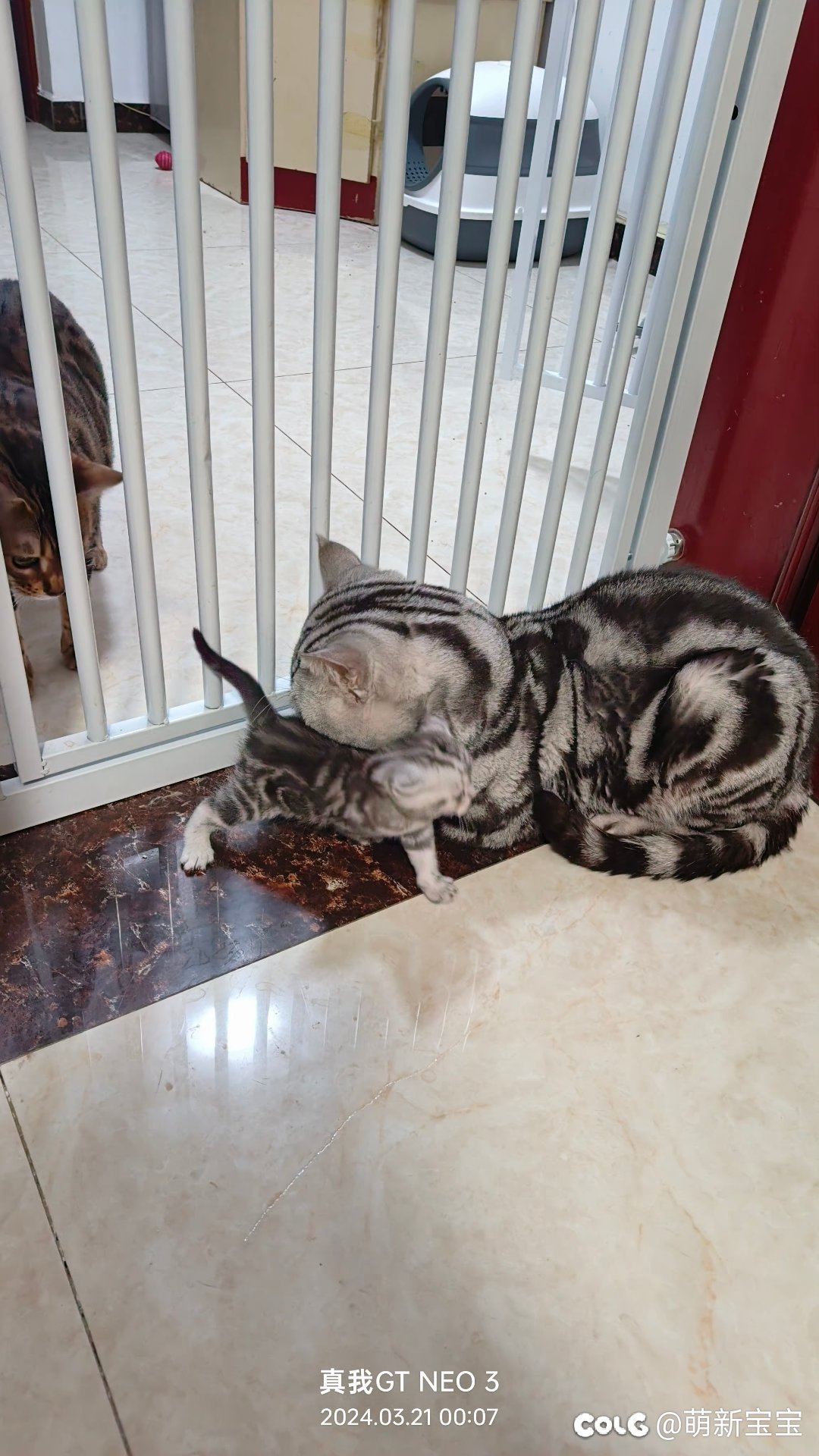 超级奶爸，和他的小奶糖8