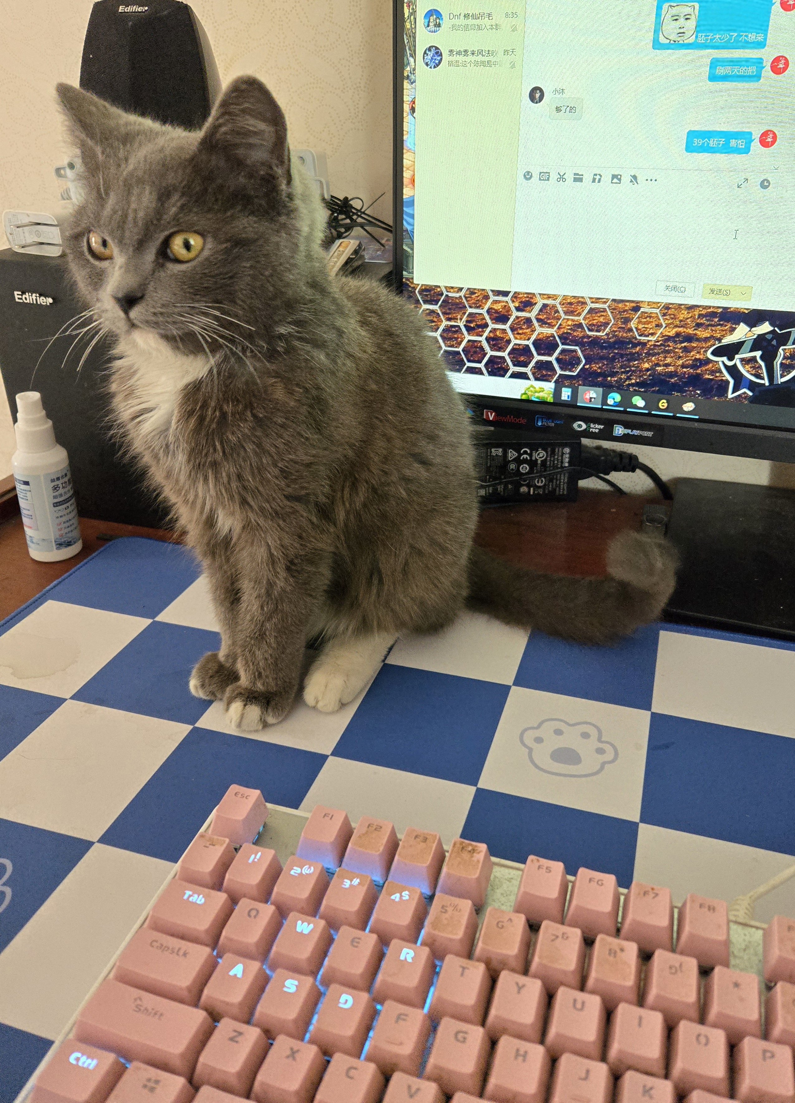 捡了只小猫，赖我这不走了1