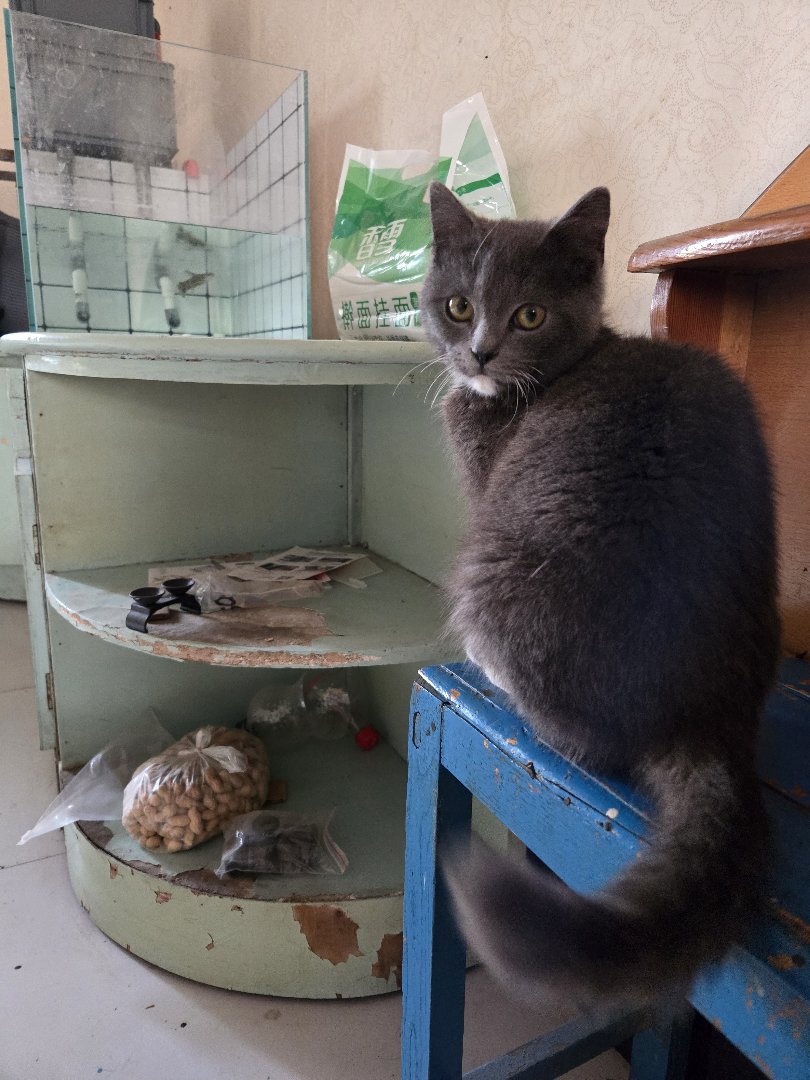 捡了只小猫，赖我这不走了2