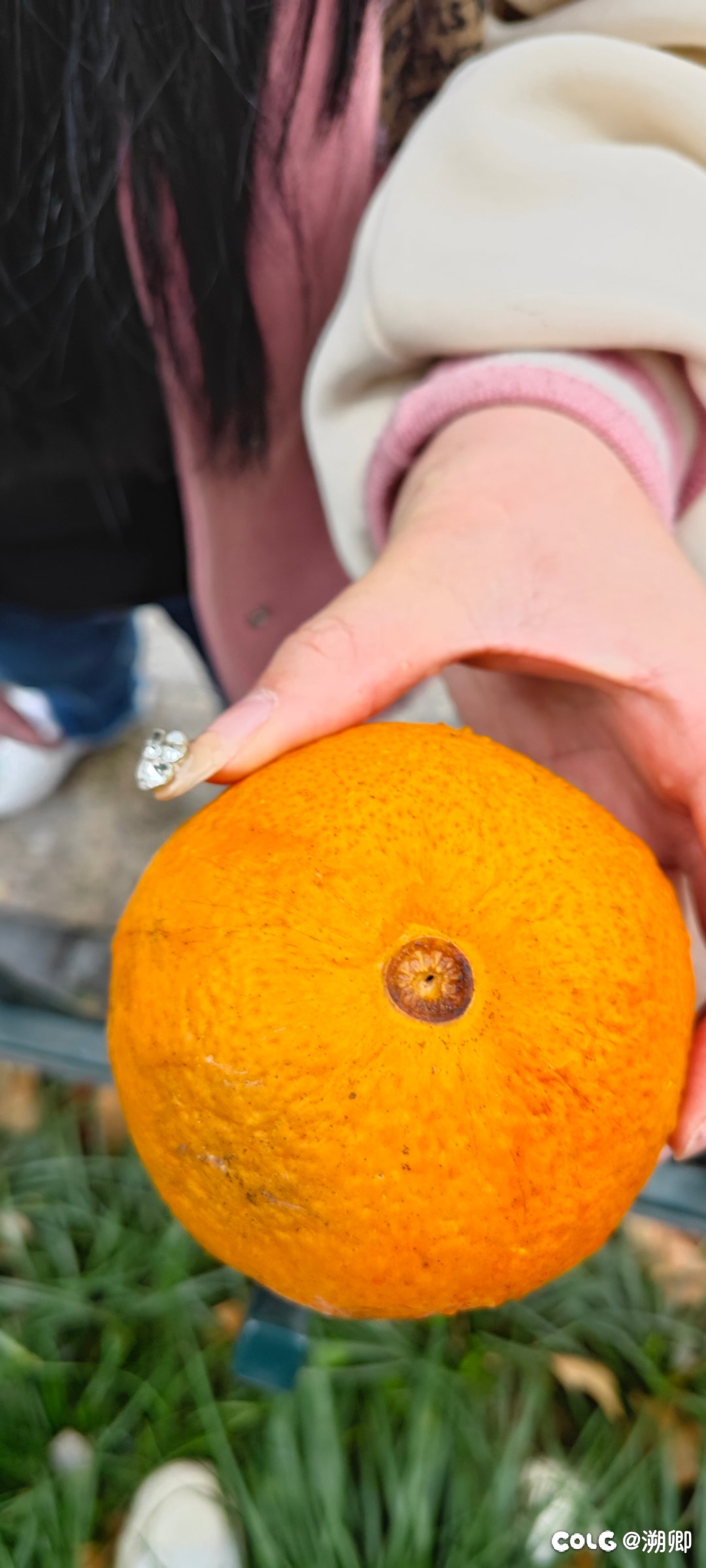 今天在路上看到一只超级圆的🍊3