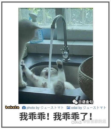最近反猫狗情绪高涨啊1
