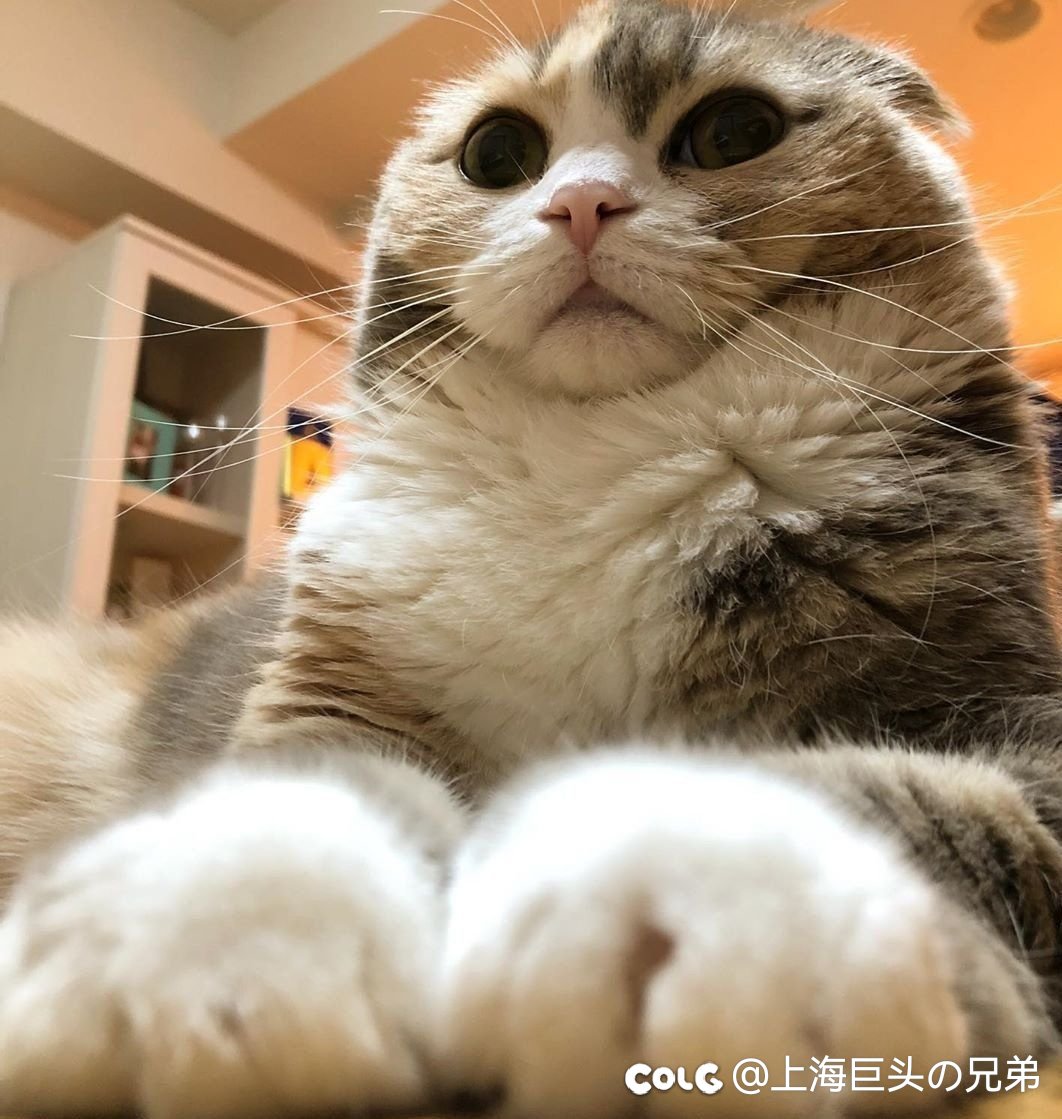 今日猫猫4.271