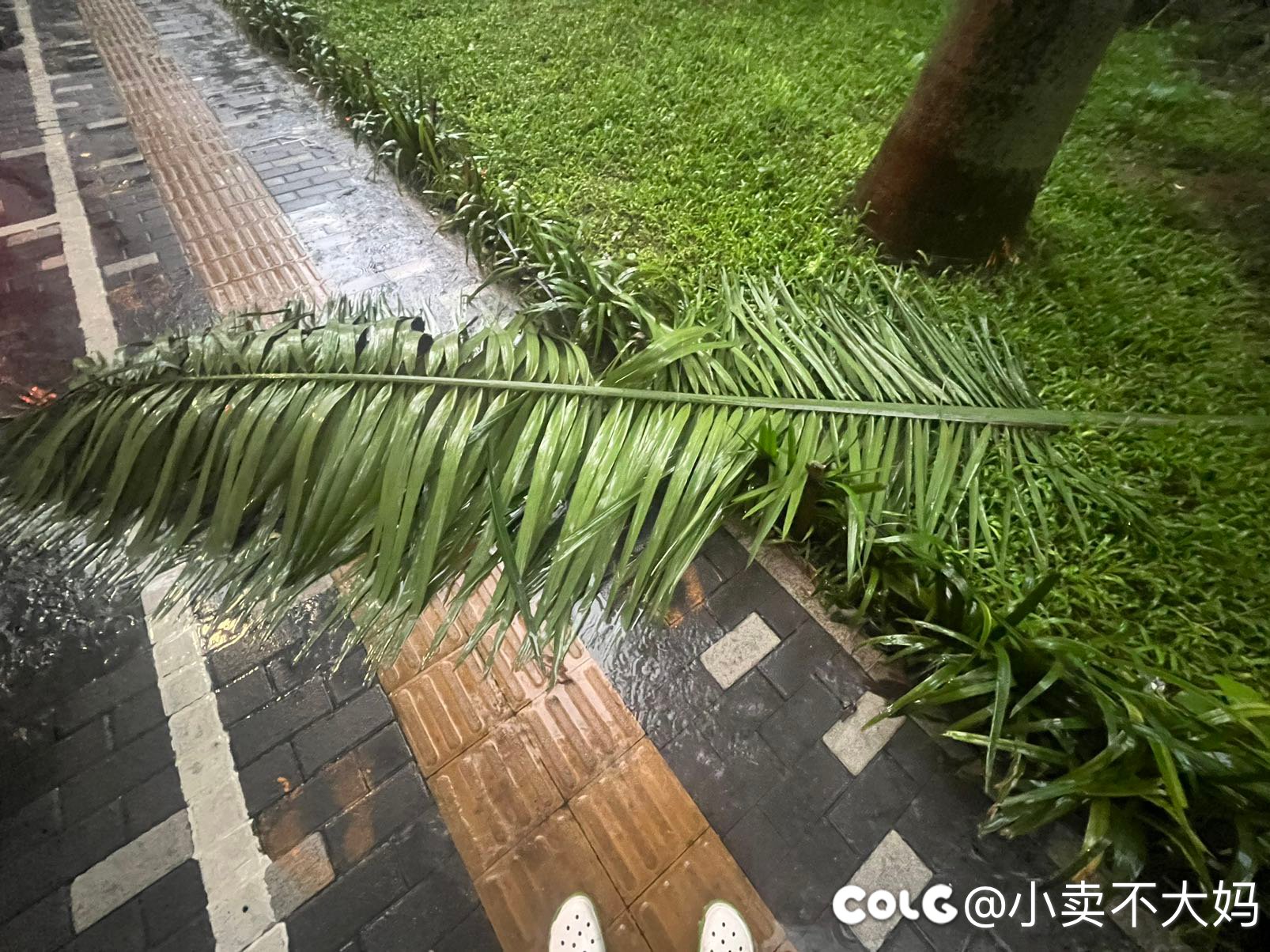 今早雨好大，差点被落叶砸到1