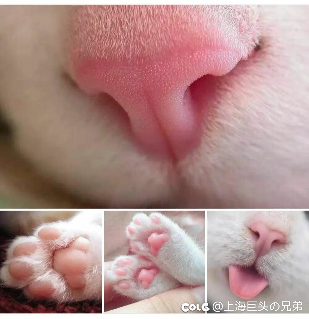 今日猫猫5.51